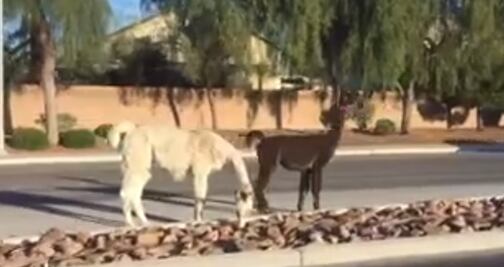 Video. Llamas escapan de casa y sorprenden a habitantes de Las Vegas