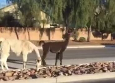 Video. Llamas escapan de casa y sorprenden a habitantes de Las Vegas