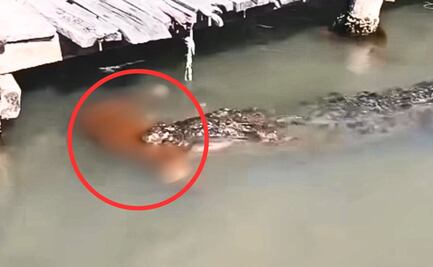 Perro muere tras ataque de cocodrilo en reserva de Tulum; video genera polémica