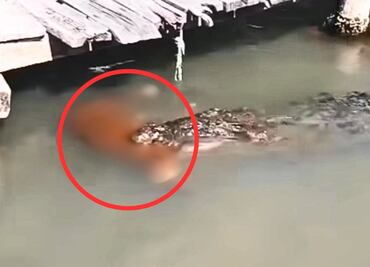 Perro muere tras ataque de cocodrilo en reserva de Tulum; video genera polémica