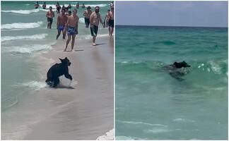 Viral. Oso bebé sorprende a turistas en playa de Florida
