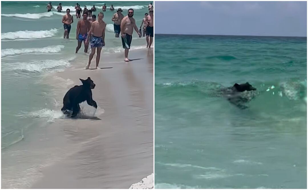 Captan a oso nadando en playas de Florida. Foto tomada de video