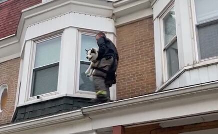 Video. Rescatan a perro husky atrapado en techo de casa en EU