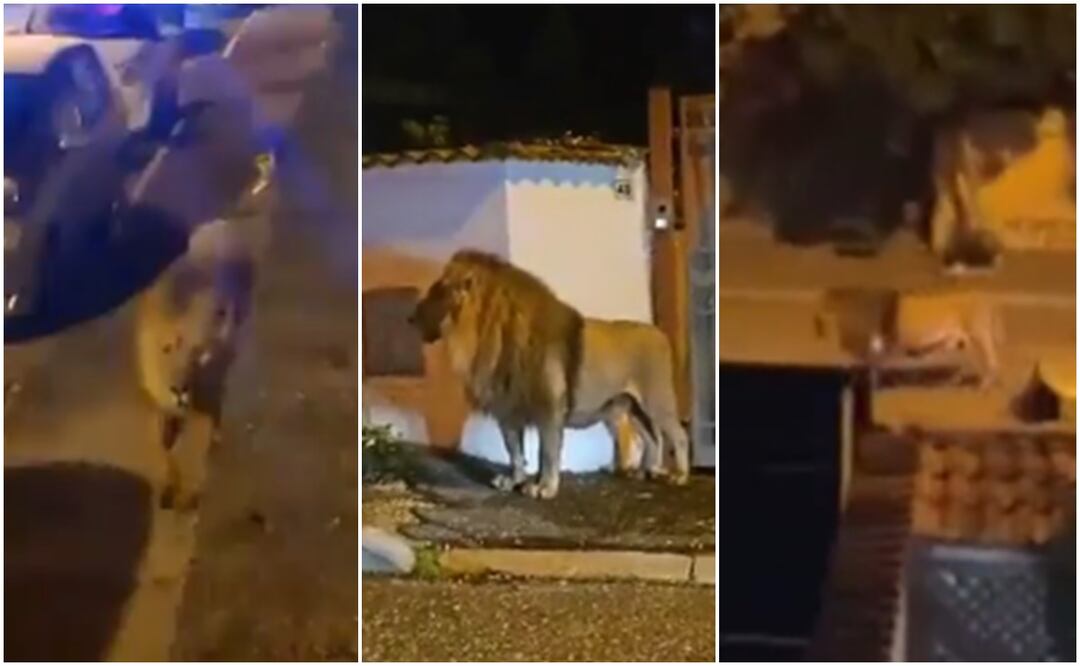 Video. Captan a león causando pánico en la calle tras escaparse de un circo. Foto: X
