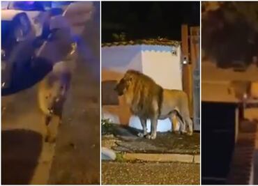 Video. Captan a león causando pánico en la calle tras escaparse de un circo