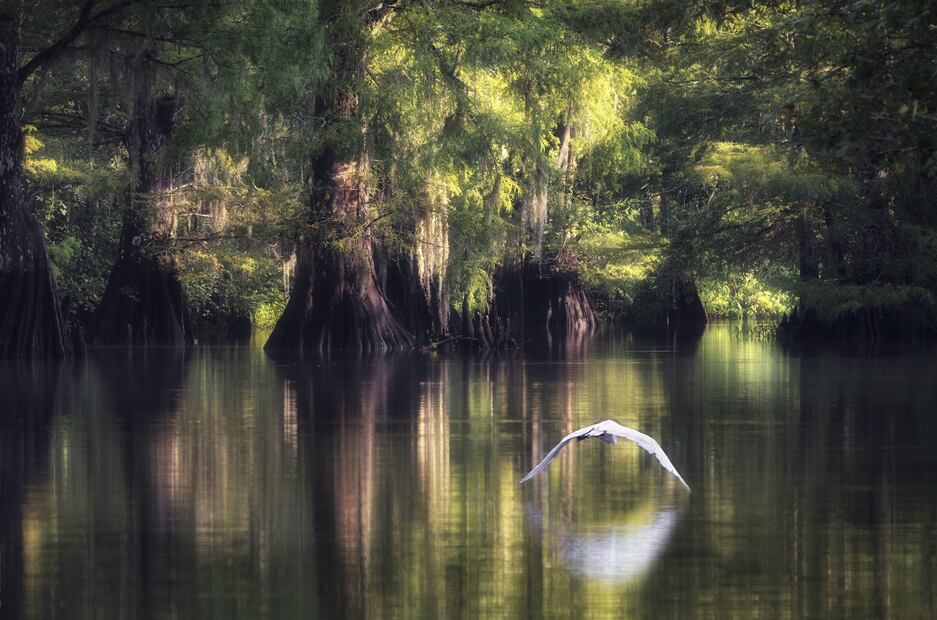 An egret gliding through cypress swamp in Louisiana. Foto: iStock