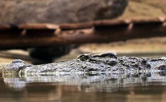 Caimán ataca a mujer que cayó a un canal en Florida
