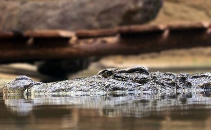 Caimán ataca a mujer que cayó a un canal en Florida