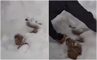Video. Jóvenes rescatan a perrito de mortal avalancha en Colorado 