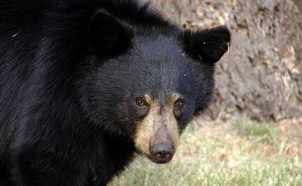 Oso ataca a mujer luego de que su perro persiguió a su cría en Vermont