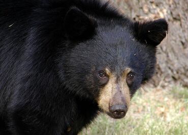 Oso ataca a mujer luego de que su perro persiguió a su cría en Vermont