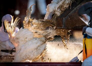 Primer caso de gripe aviar H5N9 en Estados Unidos: 119,000 aves sacrificadas en California