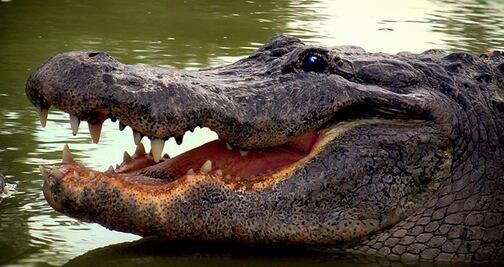 Los mejores lugares para ver cocodrilos en Florida