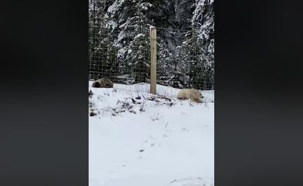 Video. Captan raro oso grizzly blanco en parque nacional de Canadá