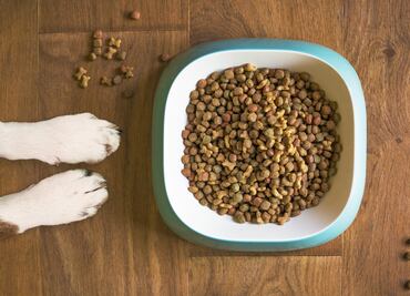 FDA alerta sobre contaminación de salmonela en comida para perros y gatos
