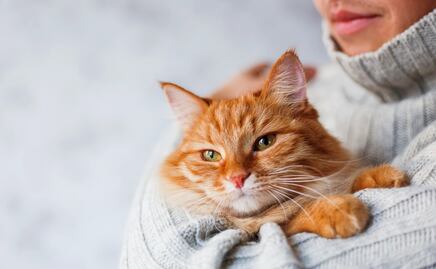 ¡Trabajo soñado! Empresa paga hasta $10 mil dólares por abrazar gatos