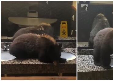 Video. Sorprende osezno dentro de baño en hotel de Montana