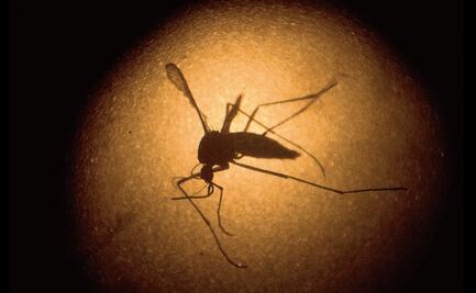 Nueva cepa de zika en Brasil puede causar otra epidemia