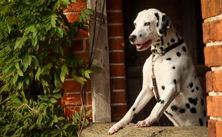 8 razas de perros que no son aptas para vivir en departamentos