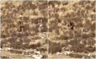 ¿Pie Grande? Captan en video a extraño ser en las montañas de Colorado