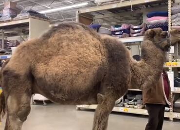 Sorprende visita de camello en tienda de mascotas de Michigan