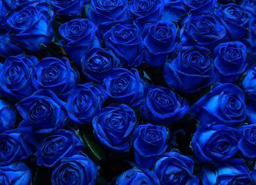 ¿Por qué se regalan flores azules el 3 de octubre a los novios?