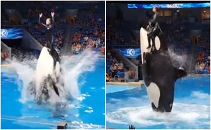 ¿Murió Jessica Radcliffe por ataque de una orca durante show? La verdad detrás del video viral