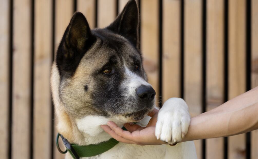 Día Mundial del Perro. Estas son las mejores razas de perros guardianes. Foto: Canva