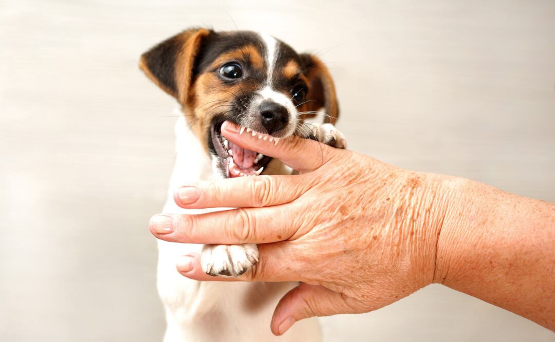¿Qué hacer si un perro te muerde?¿Cómo evitar una mordida? Esto dice Harvard. IStock/Lubo Ivanko
