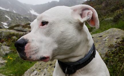 Mujer es mutilada hasta la muerte por dos perros 'Dogo' en California