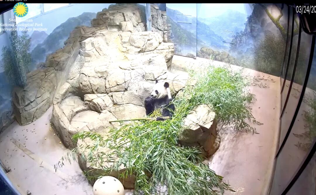 Captura/Smithsonian Zoo