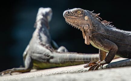 Sujeto intentó cruzar a EU con 52 reptiles ocultos en su ropa