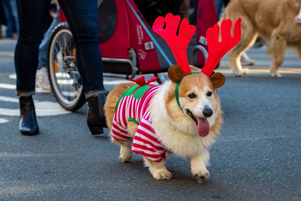 ¿Qué hacer en Navidad en San Diego? Actividades, fechas, precios. iStock/Georgejason