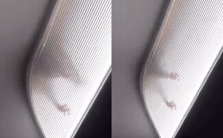 Rata causa pánico en pleno vuelo a Los Ángeles tras caminar por el techo. VIDEO