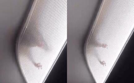 Rata causa pánico en pleno vuelo a Los Ángeles tras caminar por el techo. VIDEO